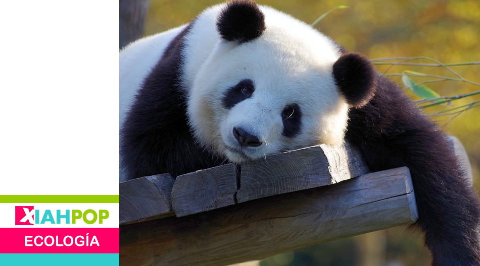 15 Curiosidades Sobre El Animal Nacional De China El Panda Xiahpop