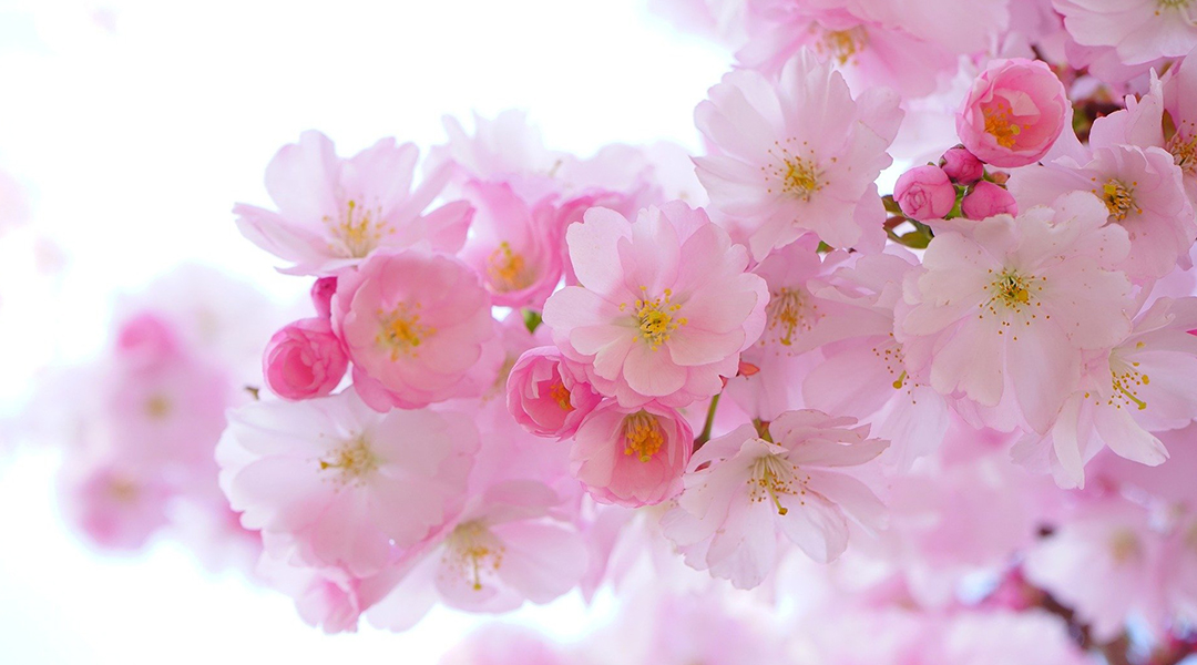 Cómo diferenciar las flores de cerezo, ciruelo y durazno - XIAHPOP